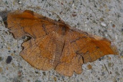 Fascellina chromataria