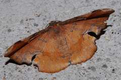 Fascellina chromataria