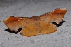 Fascellina chromataria