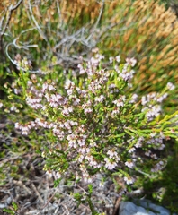Hair Heath (Erica capillaris)