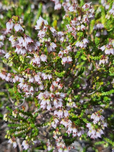 Image of Erica capillaris by (c) Adele SL, some rights reserved (CC BY)