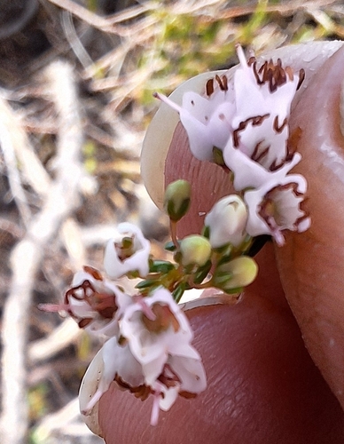 Image of Erica capillaris by (c) Adele SL, some rights reserved (CC BY)