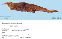 Sicklefin Chimaera photo 2