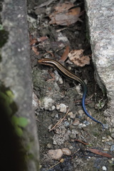 Plestiodon japonicus