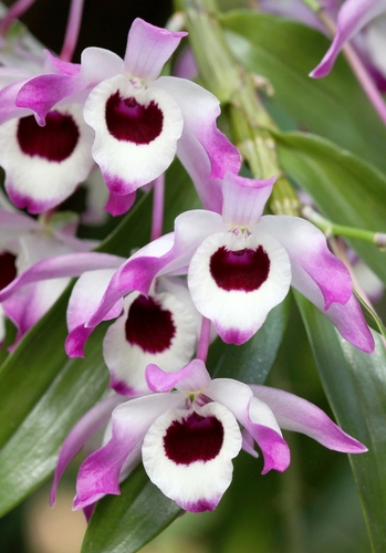 Dendrobium nobile