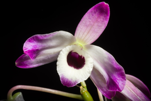 Dendrobium nobile