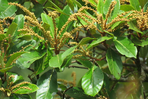 Foto de Cajado-do-mato
