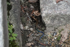 Plestiodon japonicus