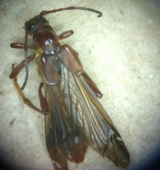 Necydalis diversicollis