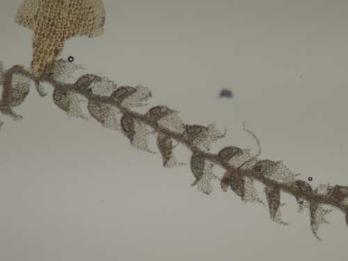 Drepanolejeunea ungulata observed 2024-12-16