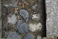 Plestiodon japonicus