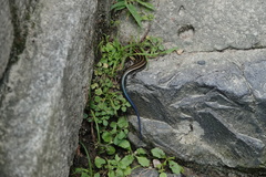 Plestiodon japonicus