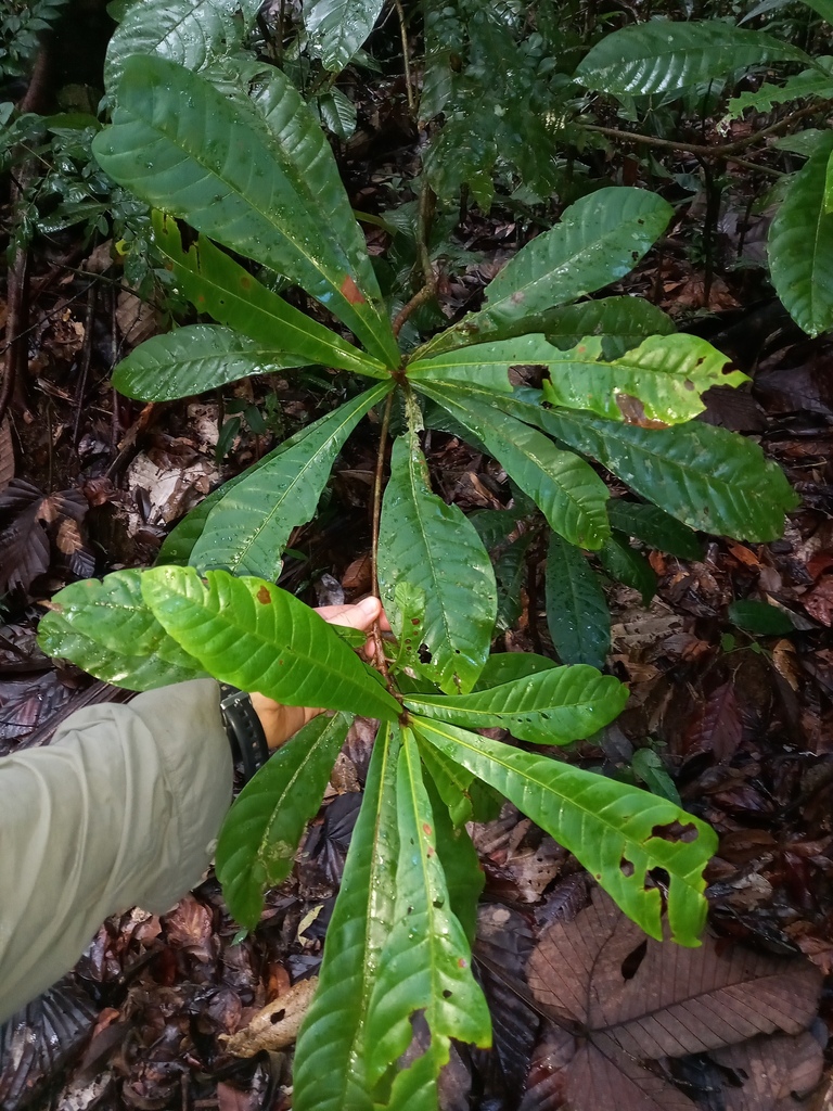 Chromolucuma flavilatex