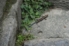 Plestiodon japonicus