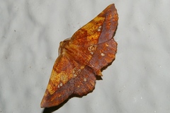 Garaeus specularis