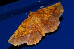 Garaeus specularis