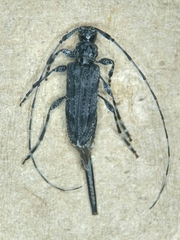 Acanthocinus obliquus