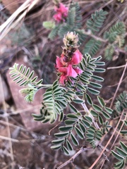 Indigofera comosa