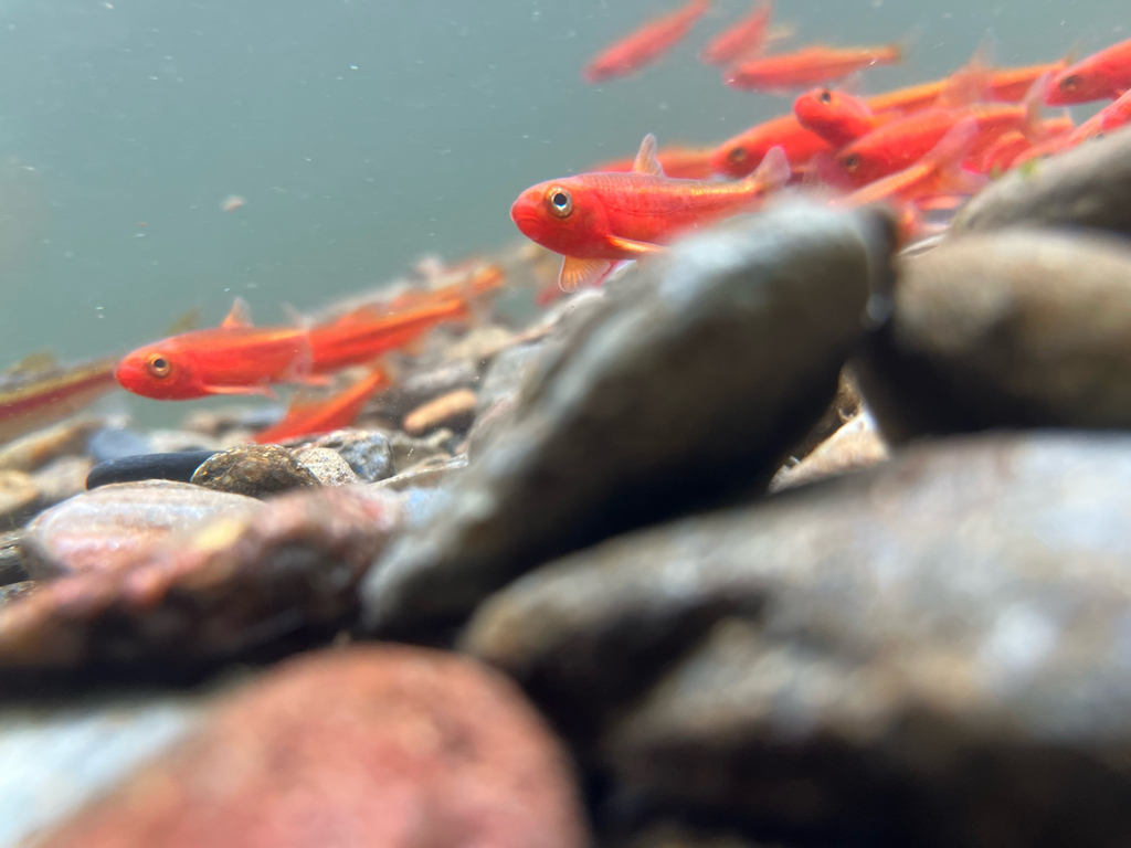 Tennessee shiner (Notropis leuciodus) — Cyprinidae