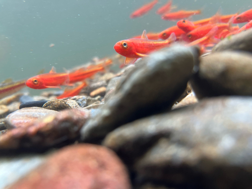 Tennessee-zilvervoorn (Notropis leuciodus) — Cyprinidae