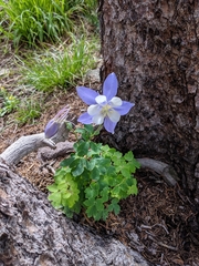 Aquilegia coerulea coerulea
