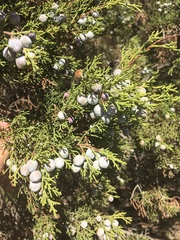 Juniperus