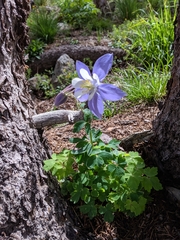 Aquilegia coerulea coerulea