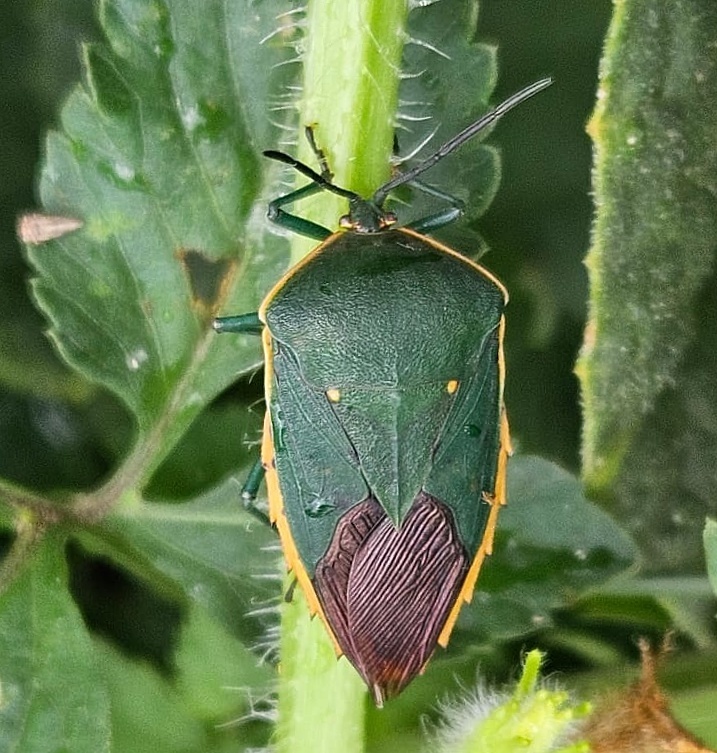 Piezosternum thunbergi