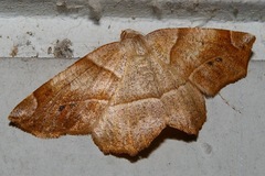 Endropiodes indictinaria