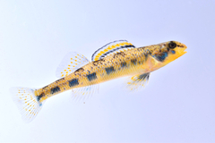 Blueside Darter photo 5