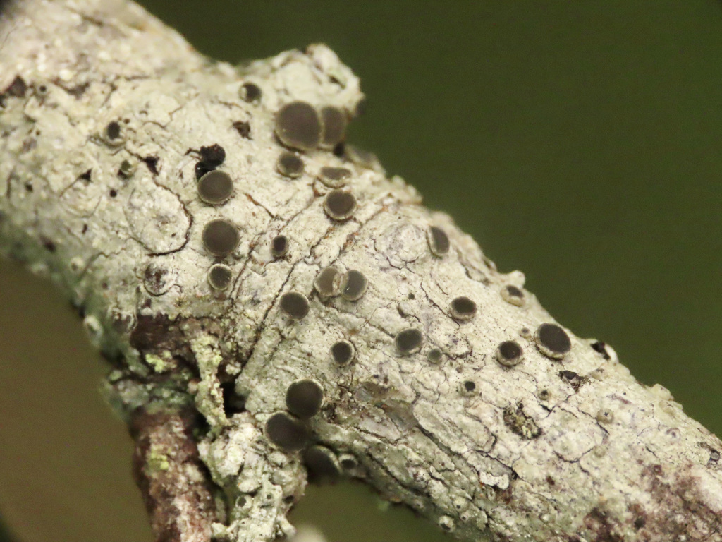 Pertusaria glaucomela