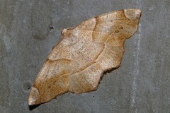 Endropiodes indictinaria