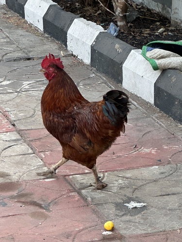 Domestic Chicken