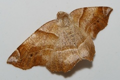 Endropiodes indictinaria