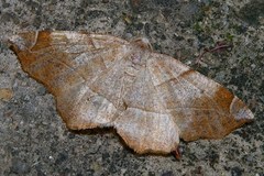 Endropiodes indictinaria