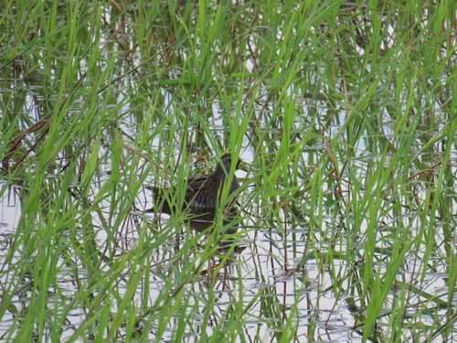 Sora (Porzana carolina)