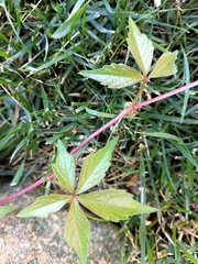Parthenocissus quinquefolia