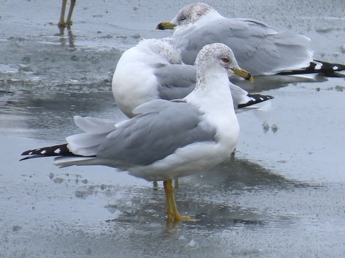 Ring-billed Gull photographed in West Virginia