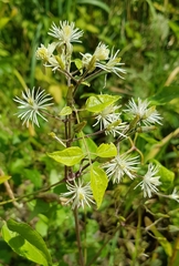 Clematis vitalba
