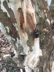 Trypoxylus dichotomus