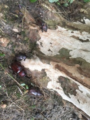 Trypoxylus dichotomus