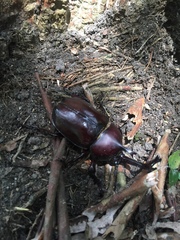 Trypoxylus dichotomus