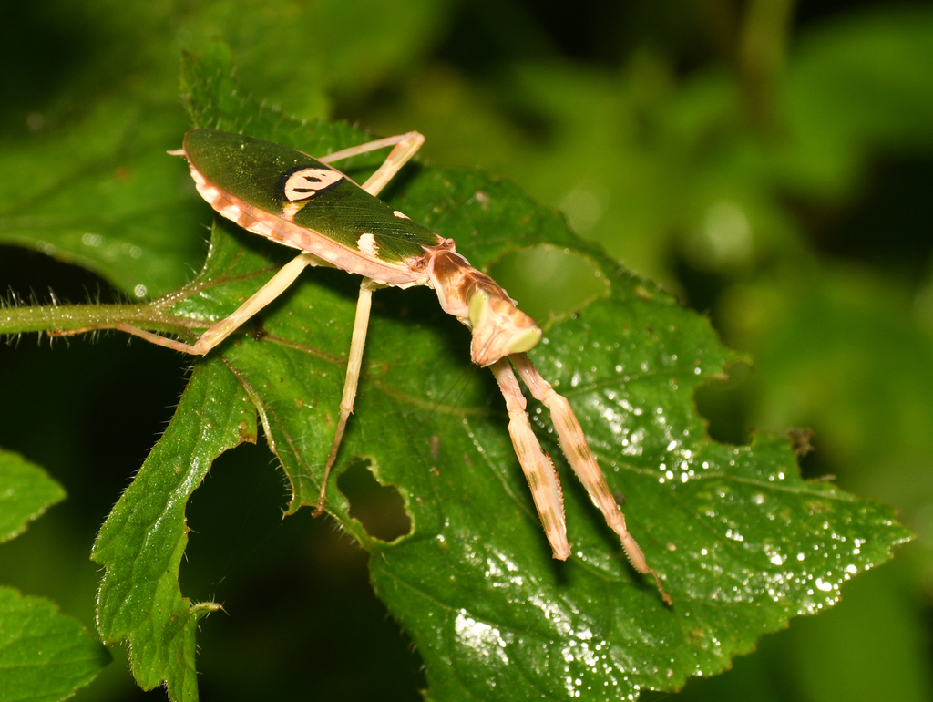 Creobroter urbanus