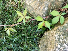 Parthenocissus quinquefolia