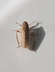 Prairiana