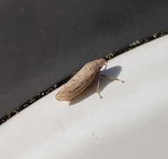 Prairiana