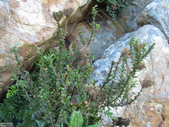 Pseudoselago pulchra