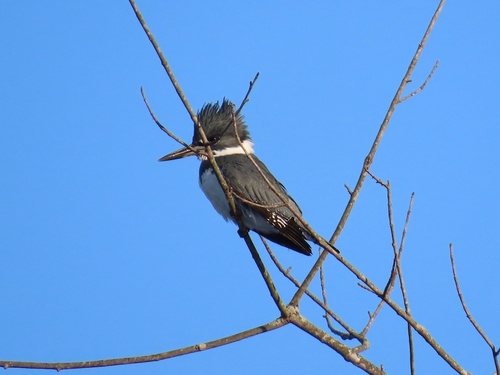 Belted Kingfisher photographed in West Virginia