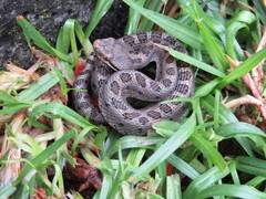 Crotalus pusillus