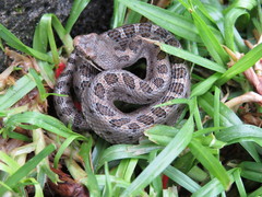 Crotalus pusillus